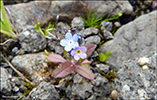 Hoyls / Myosotis sylvatica (DK Skov-forglemmigej)