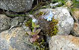 Hoyls / Myosotis sylvatica (DK Skov-forglemmigej)