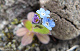 Hoyls / Myosotis sylvatica (DK Skov-forglemmigej)