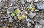 Akurhoyls / Myosotis arvensis (L.) Hill)