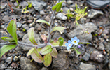 Akurhoyls / Myosotis arvensis (L.) Hill)