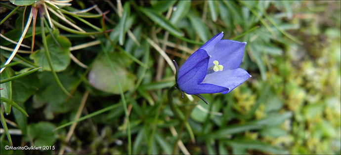 Fjallabláklokka Campanula rotundifolia subsp. gieseckiana 