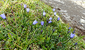 Fjallabláklokka Campanula rotundifolia subsp. gieseckiana 