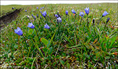 Fjallabláklokka Campanula rotundifolia subsp. gieseckiana 