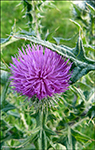 Váknatistil / Cirsium vulgare 