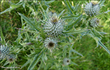 Váknatistil / Cirsium vulgare 