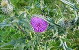 Váknatistil / Cirsium vulgare 