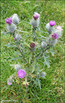 Váknatistil / Cirsium vulgare 