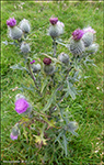 Váknatistil / Cirsium vulgare 