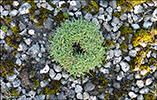 Mjátt sjógras / Armeria maritima, Streymoy