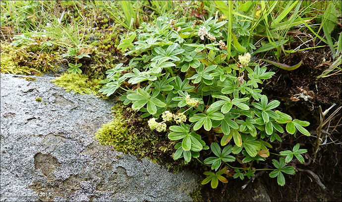 Mikilskra / Alchemilla alpina L., Eysturoy.