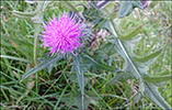 Váknatistil / Cirsium vulgare 