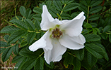 Rósa / Rugosa alba