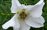 Rósa / Rugosa alba