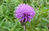 Arktiskur tistil / Cirsium helenioides