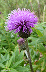 Arktiskur tistil / Cirsium helenioides