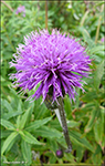 Arktiskur tistil / Cirsium helenioides