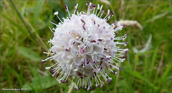 Blkollur (Lragras) / Succisa pratensis Moench, Trshavn