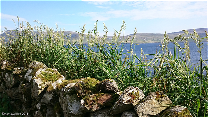 Royðrarroyggj / Phalaris arundinacea var. arundinaceae