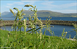 Royðrarroyggj / Phalaris arundinacea var. arundinaceae