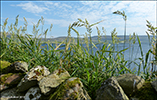 Royðrarroyggj / Phalaris arundinacea var. arundinaceae