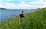 Royðrarroyggj / Phalaris arundinacea var. arundinaceae