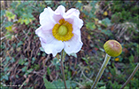 Anemone hupehensis