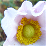 Anemone hupehensis