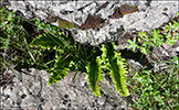 Hvassur skjaldarkampur / Polystichum lonchitis L. Roth