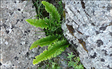 Hvassur skjaldarkampur / Polystichum lonchitis L. Roth