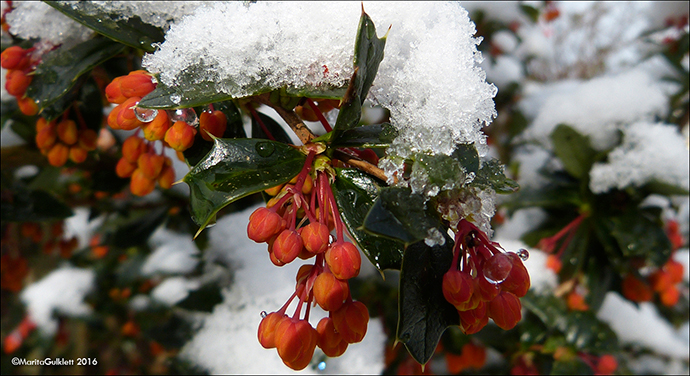 Kristtornaberberis / Berberis ilicifolia