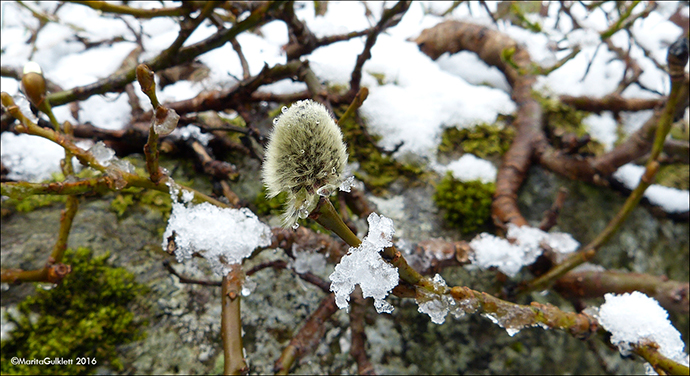 Loplur / Salix lanata