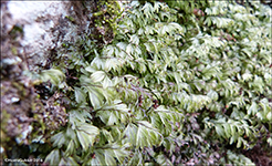 Tunnur mosakampur / Hymenophyllum wilsonii Hooker (Hymenophyllum peltatum auct., vix Desv.)