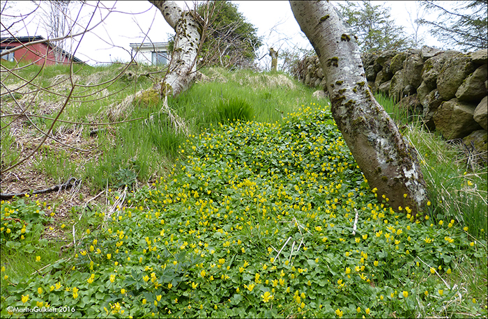 Kirkjubøsólja / Ranunculus ficaria