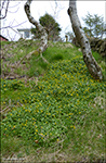 Kirkjubøsólja / Ranunculus ficaria