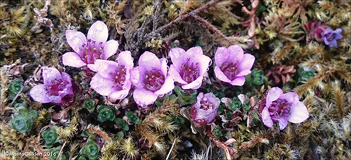 Vetrarsteinbrot / Saxifraga oppositifolia L. Sornfelli