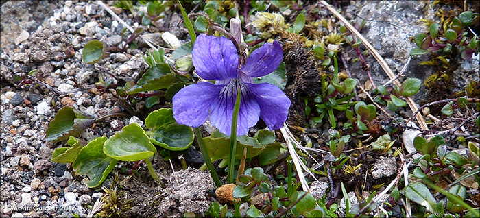 Dimm blákolla / Viola riviniana Reichb.