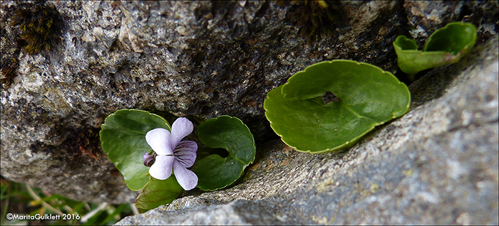 Ljs blkolla / Viola palustris L.