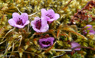 Vetrarsteinbrot / Saxifraga oppositifolia L. Sornfelli