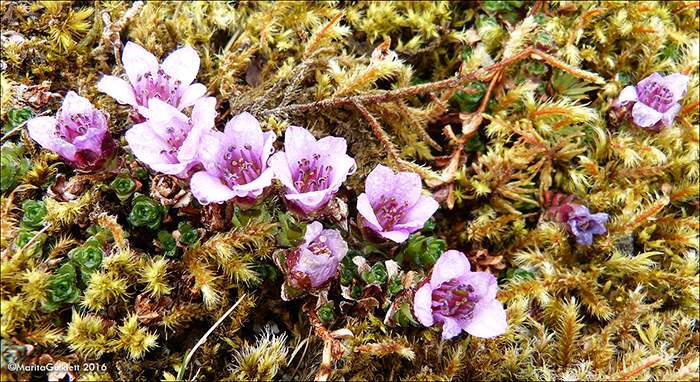 Vetrarsteinbrot / Saxifraga oppositifolia L. Sornfelli