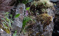 Kalmansbrkubndi / Orchis mascula (L.) 