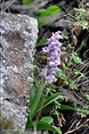 Kalmansbrkubndi / Orchis mascula (L.) 