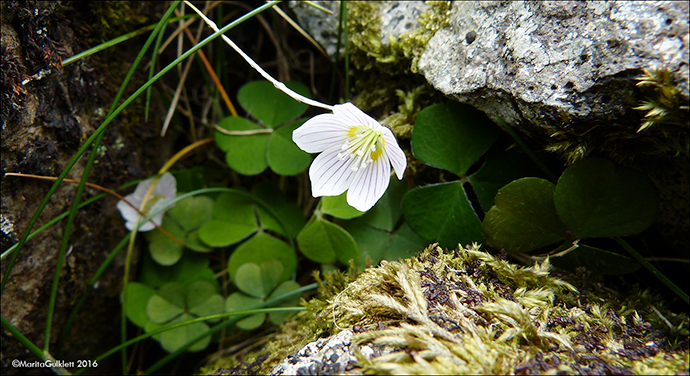 Skarssrusmra / Oxalis acetosella L.