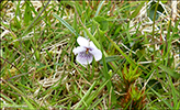 Ljs blkolla / Viola palustris L.