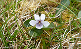 Ljós blákolla / Viola palustris L.