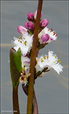 Trblaa bukkabla / Menyanthes trifoliata L.