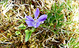 Fjallablkolla / Viola canina L. subsp. montana (L.) Hartm.)