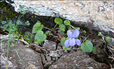 Fjallablkolla / Viola canina L. subsp. montana (L.) Hartm.)