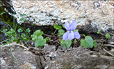 Fjallablkolla / Viola canina L. subsp. montana (L.) Hartm.)