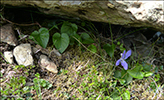 Fjallablkolla / Viola canina L. subsp. montana (L.) Hartm.)